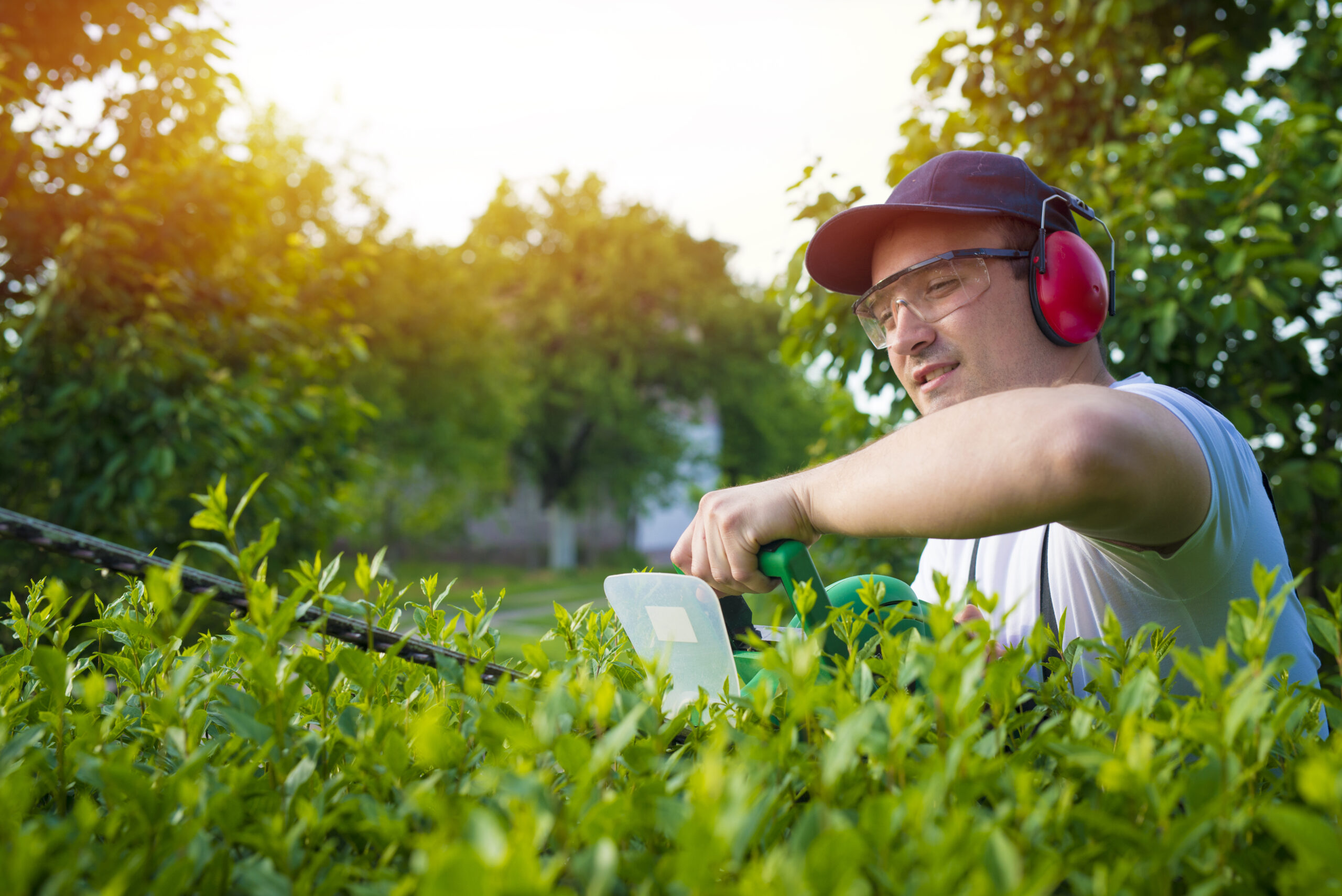 Professional gardener trimming hedge in the yard